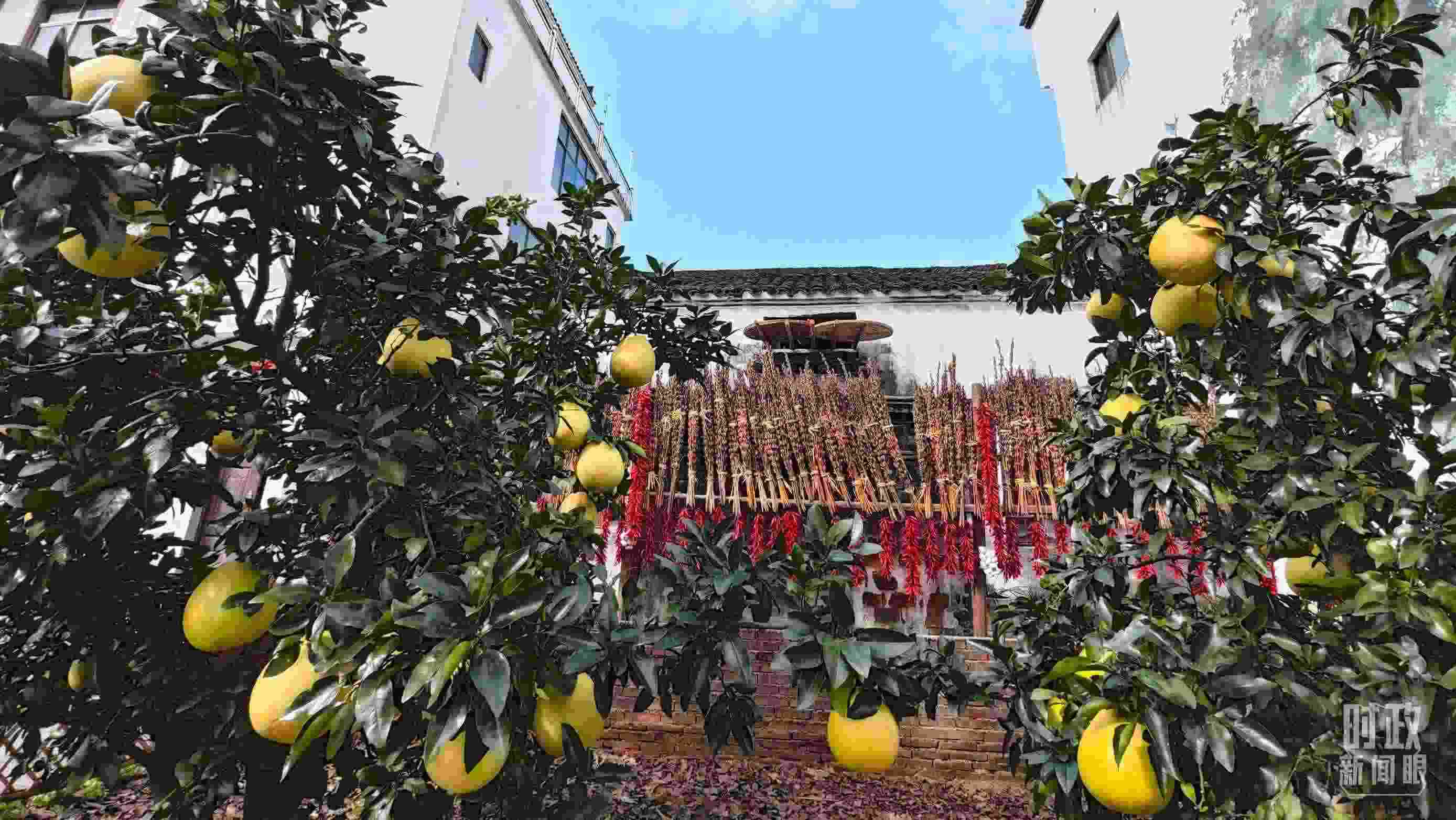 △石門村農(nóng)家小院里碩果累累。（總臺央視記者許永松拍攝）