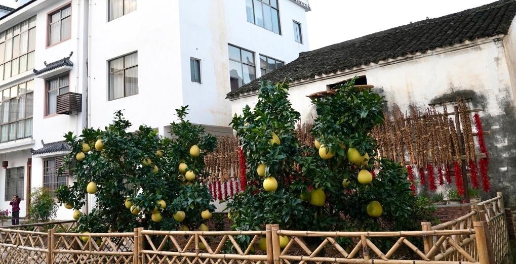 近日在江西省上饒市婺源縣秋口鎮(zhèn)王村石門自然村拍攝的馬家柚。新華社記者 胡晨歡 攝