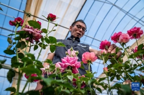 在云南省安寧市現(xiàn)代農(nóng)業(yè)園區(qū)玫瑰種植示范園，技術(shù)員田連通觀察玫瑰花（10月20日攝）。