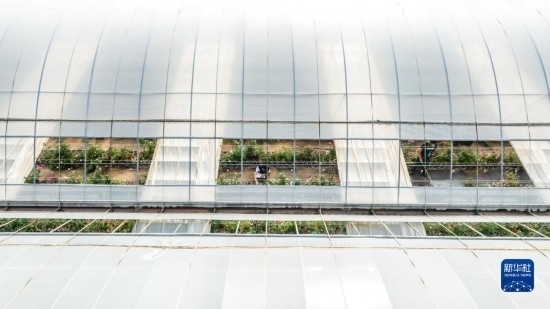 云南省安寧市現(xiàn)代農(nóng)業(yè)園區(qū)玫瑰種植示范園一景（無(wú)人機(jī)照片，10月20日攝）。