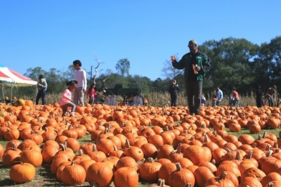  2020年10月31日，在美國新奧爾良市，人們在南瓜農(nóng)場里玩耍。新華社發(fā)（魏蘭攝）