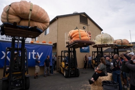  10月9日，在美國加利福尼亞州圣馬特奧縣半月灣舉行的南瓜稱重大賽現(xiàn)場，人們圍觀參賽的南瓜。新華社發(fā)（李建國攝）