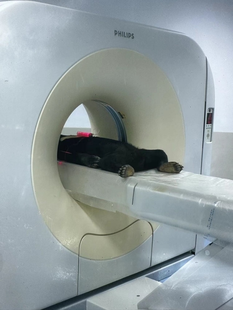 長(zhǎng)隆野生動(dòng)物世界的動(dòng)物醫(yī)院內(nèi)，馬來(lái)熊在做核磁共振檢查。人民網(wǎng)記者 李舫攝