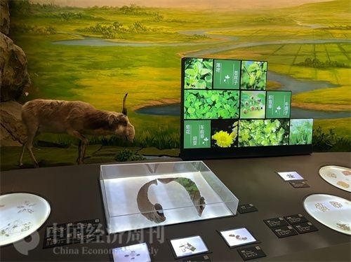  （中醫(yī)藥博物館展出的各類中藥材令人應(yīng)接不暇。中國經(jīng)濟(jì)周刊記者 郭志強(qiáng) 攝）