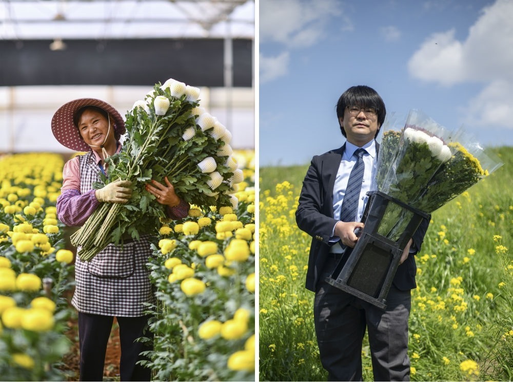 這張拼版照片中，左圖為2023年3月22日在中國云南省開遠市，花農(nóng)李蘭英在采摘鮮花；右圖為2023年4月3日在日本埼玉縣三鄉(xiāng)市，經(jīng)營花卉公司的小西武為訂貨的花店送花。中國云南有著亞洲最大的鮮切花交易市場，一年可以賣出110億枝鮮切花。春季云南大量鮮花進入盛花期，各類鮮花通過冷鏈物流陸續(xù)進入日本市場，成為當(dāng)?shù)厝松畹拿利慄c綴。