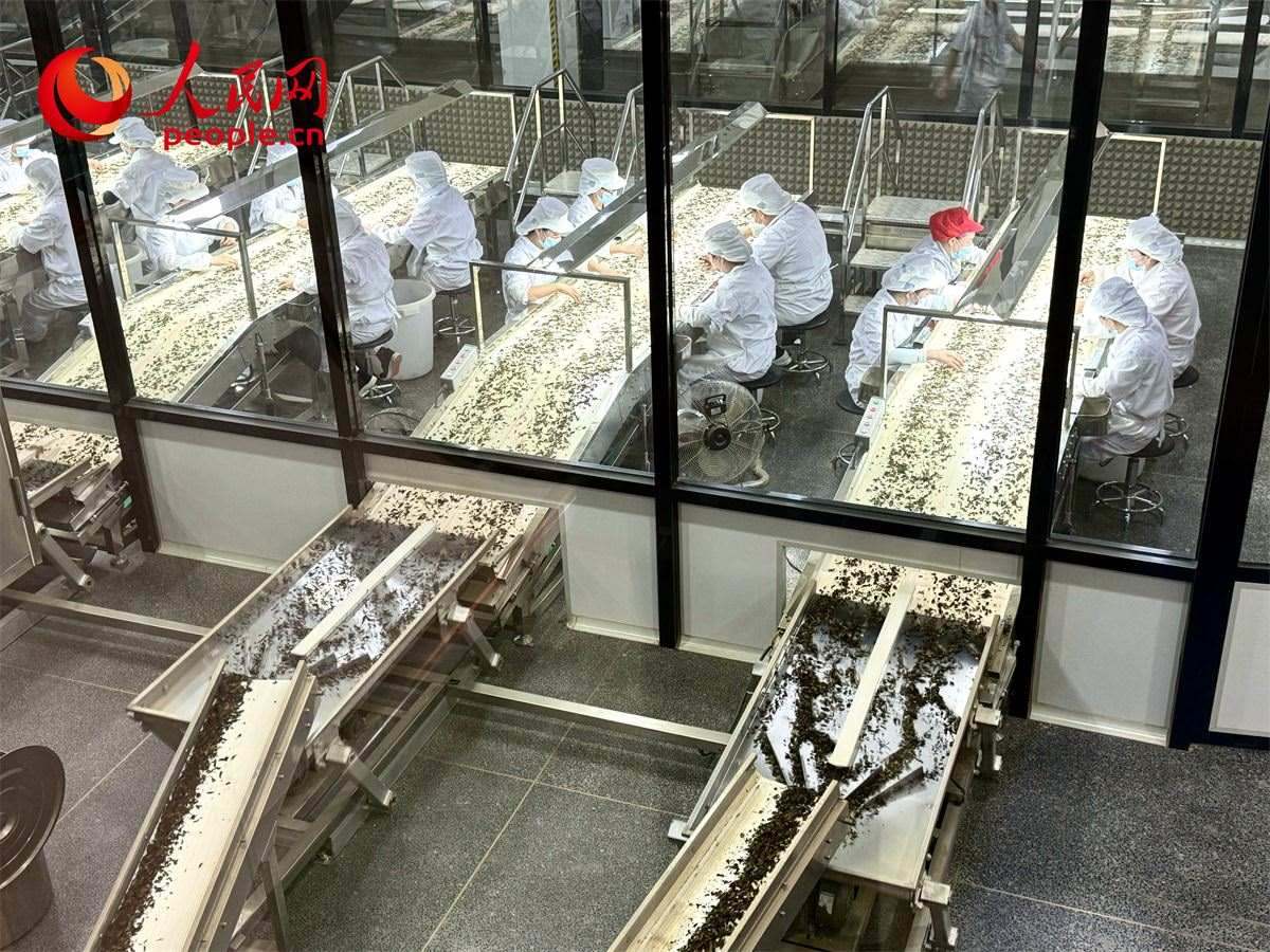 工人在對茶葉進行目視揀剔。人民網記者 劉微攝