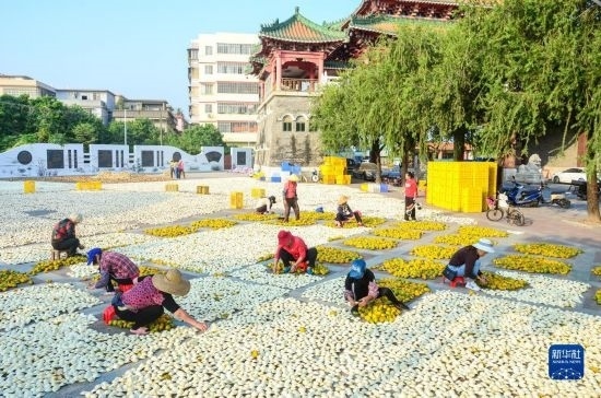 11月25日，在廣東省江門市新會區(qū)一處空地，人們對新會柑皮進行翻皮晾曬。