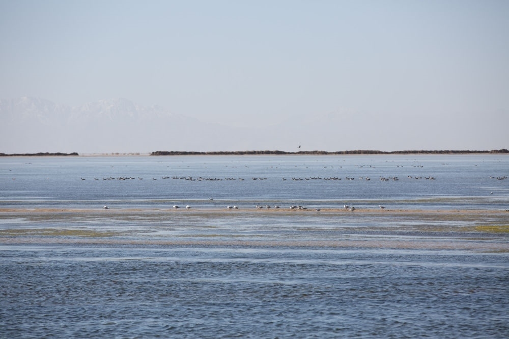 鳥兒在青海察爾汗鹽湖邊的淡水湖上棲息（2017年9月10日攝）。新華社記者 金立旺 攝