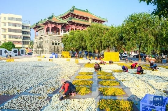 11月25日，在廣東省江門市新會區(qū)一處空地，人們對新會柑皮進行翻皮晾曬。