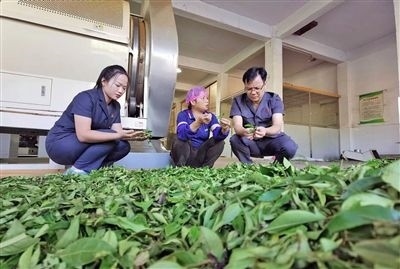  圖③：蒼梧法院六堡法庭法官深入茶企了解企業(yè)生產(chǎn)經(jīng)營情況。