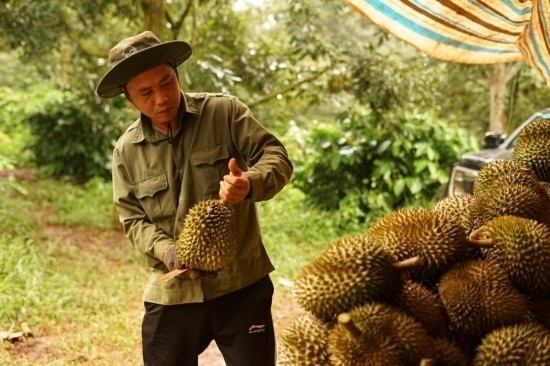 9月15日，在越南多樂省一家榴蓮果園，一名果農(nóng)初步清潔剛采摘的榴蓮。依托中國-東盟博覽會等平臺，越來越多東盟國家的榴蓮得以更加便捷地進入中國市場，并以更加優(yōu)惠的價格走上消費者的餐桌。（新華社記者胡佳麗攝）