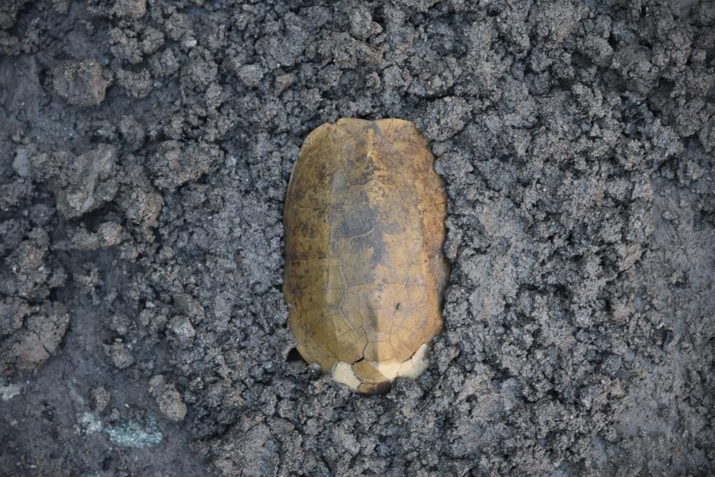 汶溪遺址出土的河姆渡文化早期完整龜甲。寧波市文化遺產(chǎn)管理研究院供圖