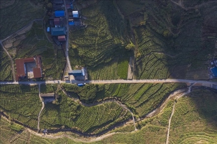 漠源鄉(xiāng)西柚基地。將樂縣農(nóng)業(yè)農(nóng)村局供圖