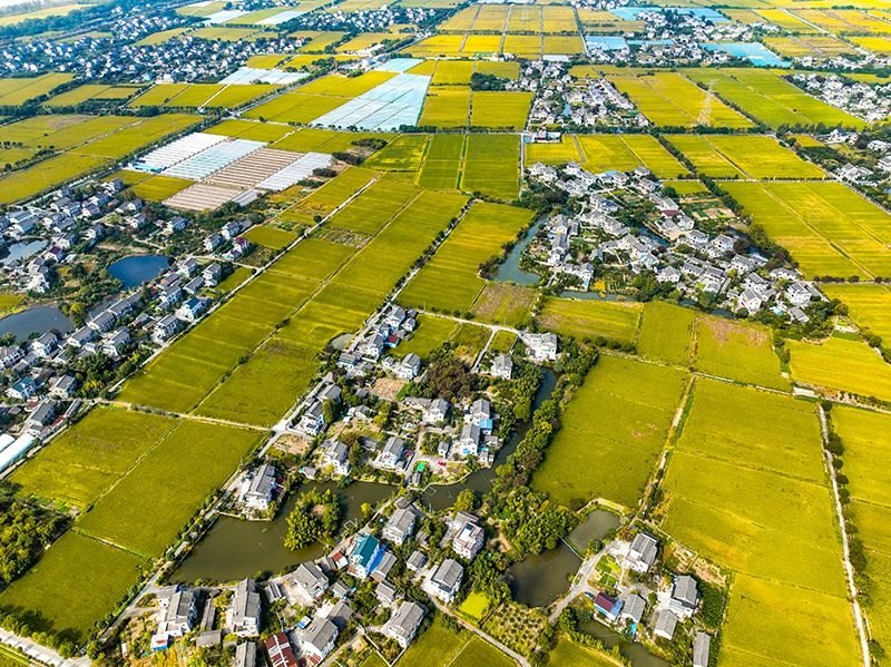2023年10月22日，浙江海寧市黃灣鎮(zhèn)，金秋時(shí)節(jié)，金黃色的稻田與美麗鄉(xiāng)村構(gòu)成一幅寧靜祥和的畫卷。