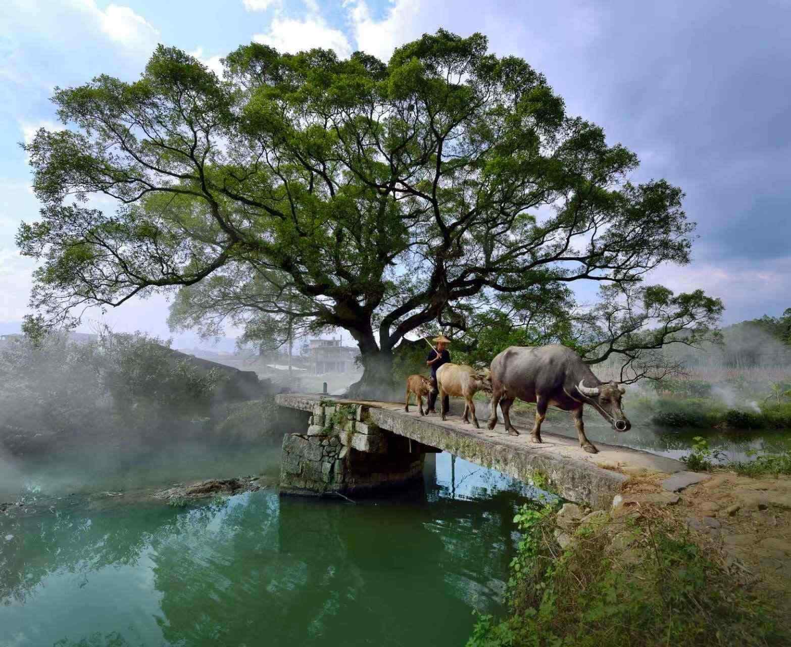 鹿鳴橋。(鄭紀(jì)人物處配圖) 張穎 攝