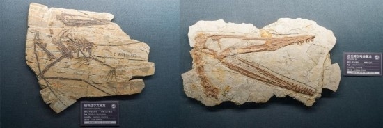 南京古生物博物館展出的部分翼龍化石。新華社記者李博 攝