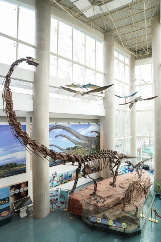 南京古生物博物館展出的馬門(mén)溪龍模型。新華社記者李博 攝