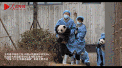 熊貓寶寶賀新春