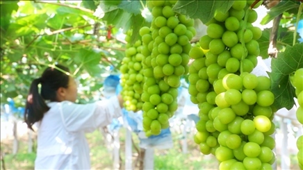 小屯村葡萄園里的陽光玫瑰葡萄。肖俊楠攝