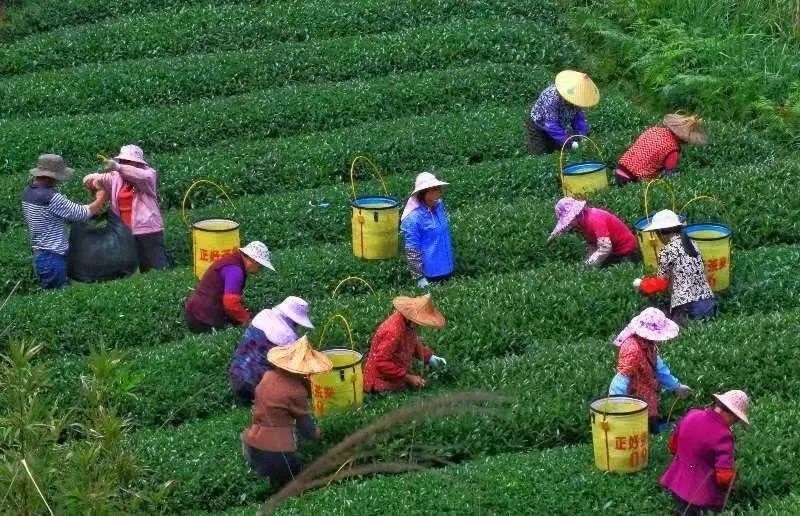 △軍營村茶農(nóng)在茶園采茶。