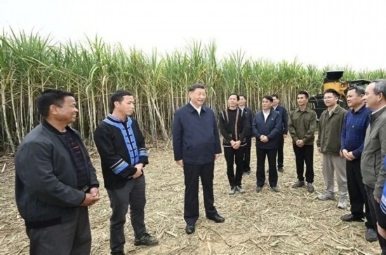 2023年12月14日，習(xí)近平總書記在廣西來賓市國家現(xiàn)代農(nóng)業(yè)產(chǎn)業(yè)園黃安優(yōu)質(zhì)“雙高”糖料蔗基地考察。