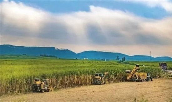 廣西來賓市興賓區(qū)鳳凰鎮(zhèn)黃安村“雙高”糖料蔗基地里，收割機手正在機械化砍收糖蔗。
