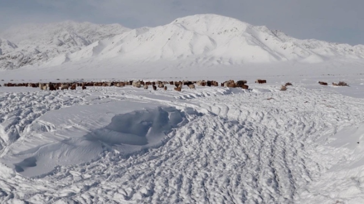 蒙古國(guó)近日發(fā)生雪災(zāi)。圖片來(lái)源：蒙政府網(wǎng)站