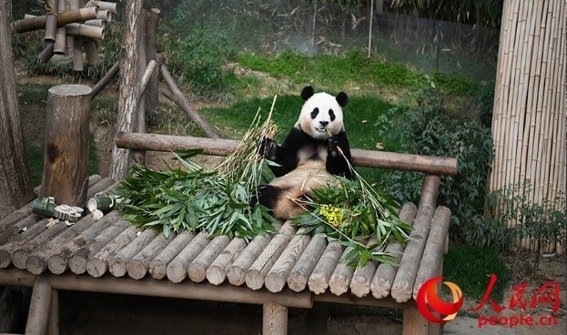 “福寶”享用新鮮的竹子。人民網(wǎng) 李帆攝