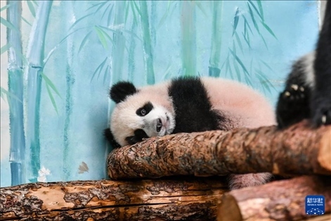 這是3月8日在俄羅斯莫斯科動物園拍攝的大熊貓“喀秋莎”。新華社記者 曹陽 攝