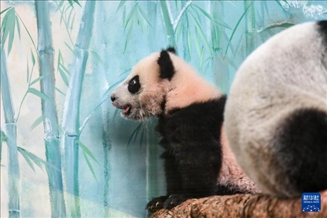 這是3月8日在俄羅斯莫斯科動物園拍攝的大熊貓“喀秋莎”。新華社記者 曹陽 攝