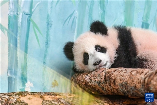 這是3月8日在俄羅斯莫斯科動物園拍攝的大熊貓“喀秋莎”。新華社記者 曹陽 攝