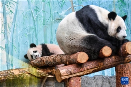 這是3月8日在俄羅斯莫斯科動物園拍攝的大熊貓“喀秋莎”（左）和媽媽“丁丁”。新華社記者 曹陽 攝