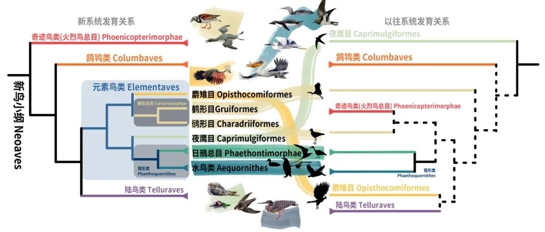 新鳥小綱主要類群的分類變動。浙江大學(xué)供圖