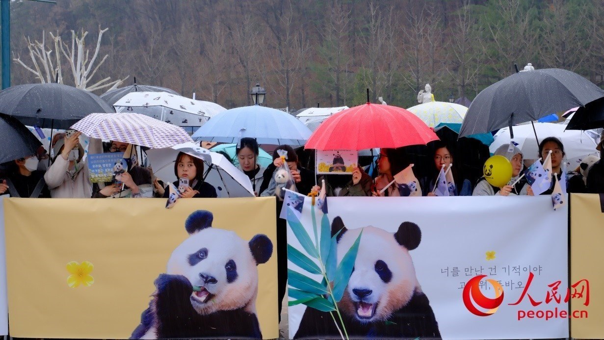 粉絲們在雨中為“福寶”送行。 人民網(wǎng) 李帆攝