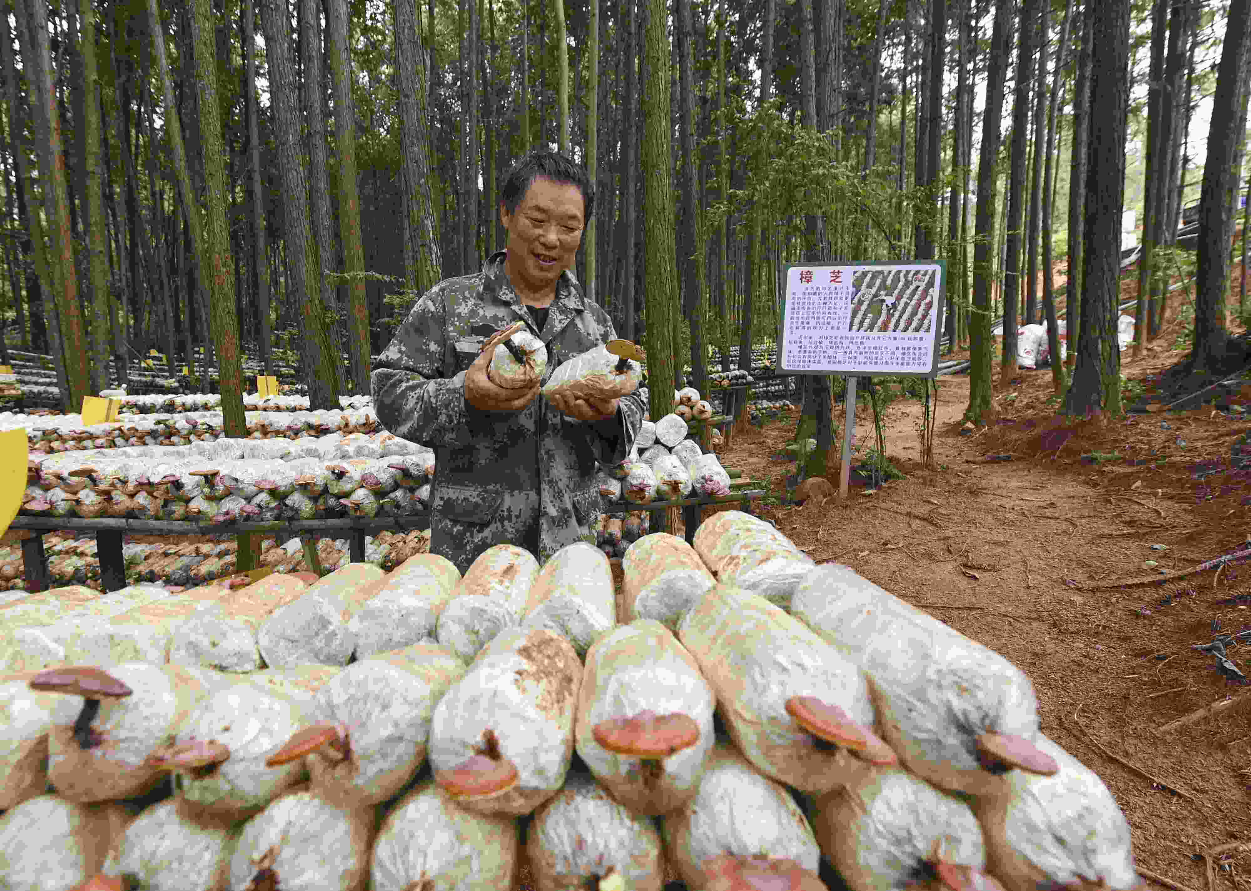 2023年9月21日，江西省撫州市，廣昌縣旴江生態(tài)公益林場，種植戶正在查看樟芝等食用菌的生長情況。