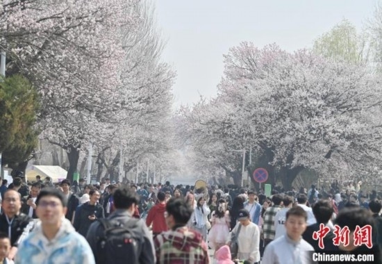 4月21日，大量游客來到吉林大學(xué)南嶺校區(qū)賞花。張瑤 攝