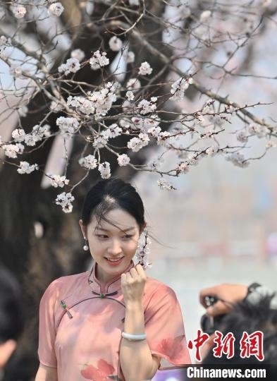 4月21日，一名年輕女孩在杏花樹下拍照。張瑤 攝
