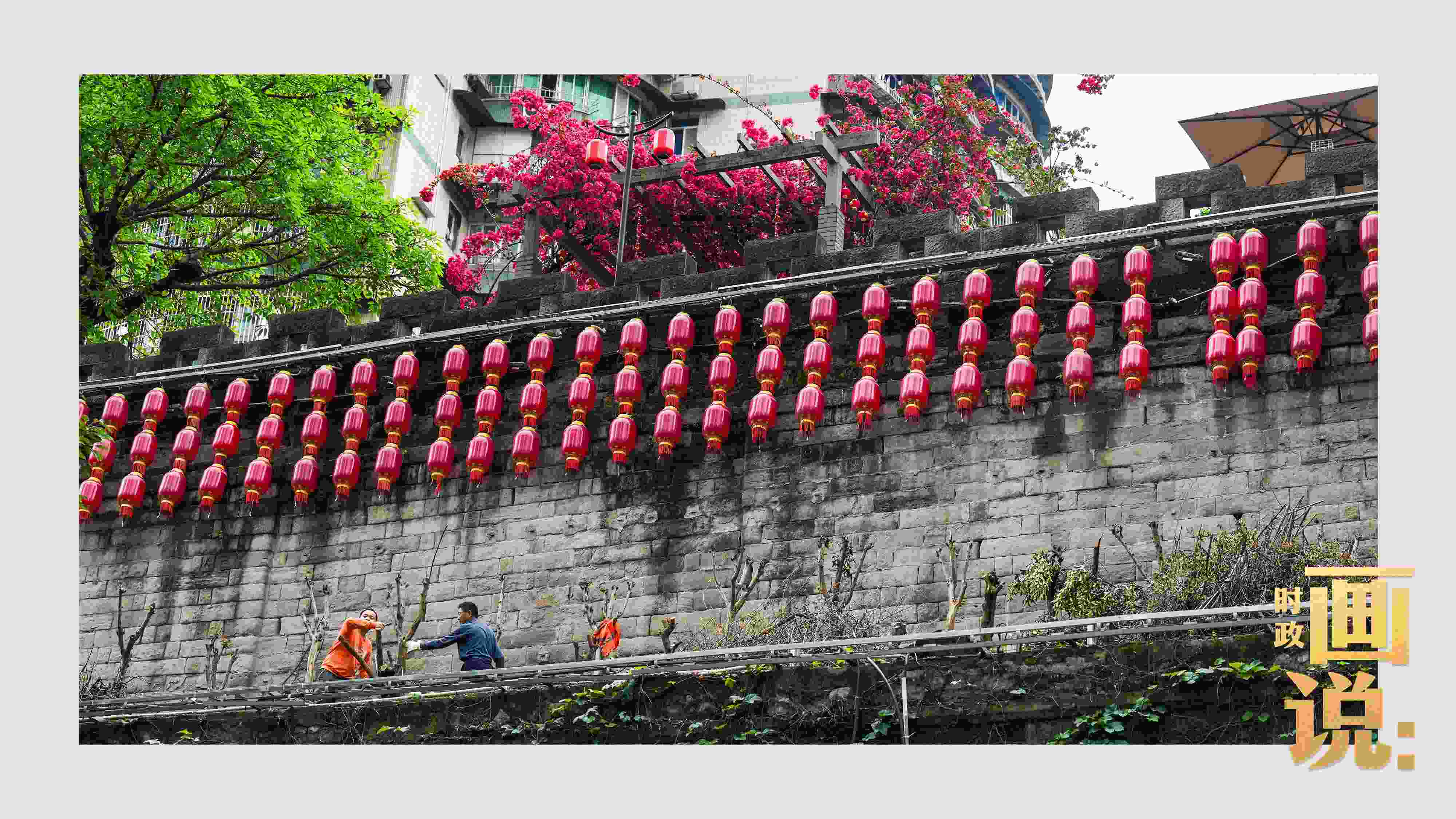 △盛放的三角梅下，園林工人修剪著古老通遠(yuǎn)門(mén)城墻上的一抹新綠。