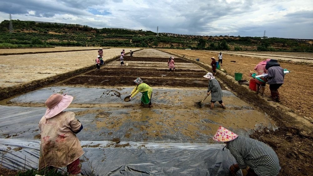 2024年4月21日，云南省永仁縣維的鄉(xiāng)夜可臘村的村民在進(jìn)行水稻育秧。新華社發(fā)