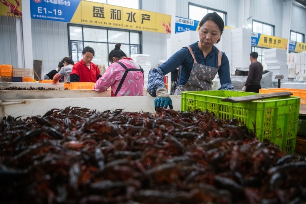 2024年4月30日，在位于湖北省潛江市的中國小龍蝦交易中心，工作人員分揀小龍蝦。新華社記者 伍志尊 攝