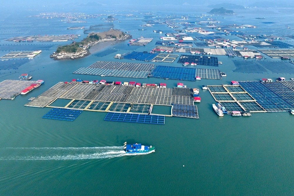 這是2024年1月11日拍攝的福建省寧德市霞浦縣海上養(yǎng)殖區(qū)（無人機(jī)照片）。新華社記者 姜克紅 攝
