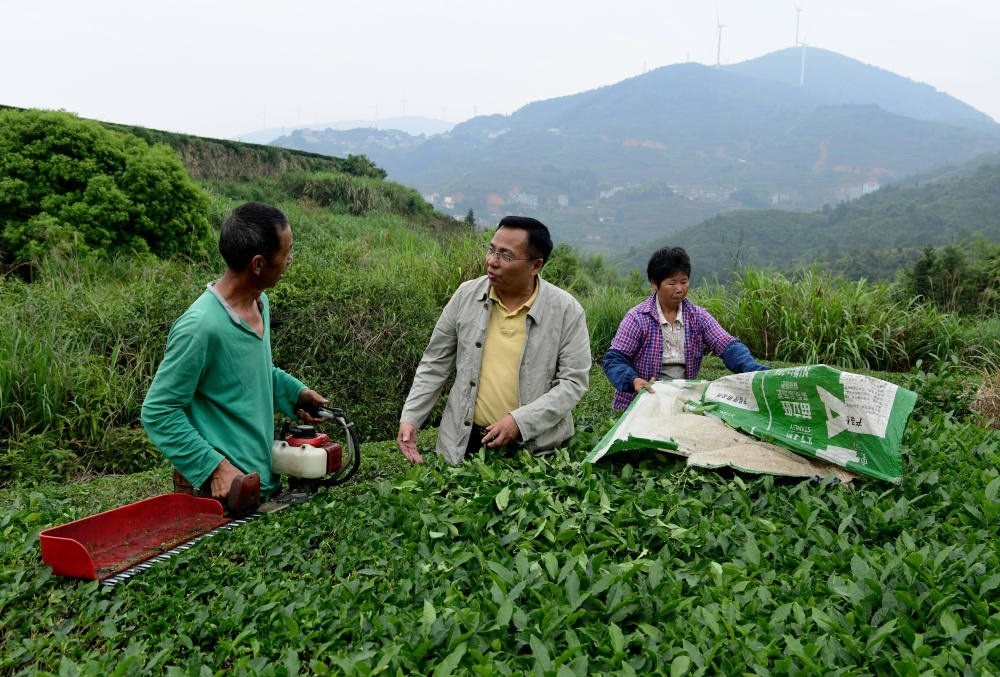2024年5月9日，在福建省安溪縣西坪鎮(zhèn)珠洋村，科技特派員（中）在指導(dǎo)茶農(nóng)使用機(jī)器科學(xué)化采收茶葉。新華社記者 魏培全 攝