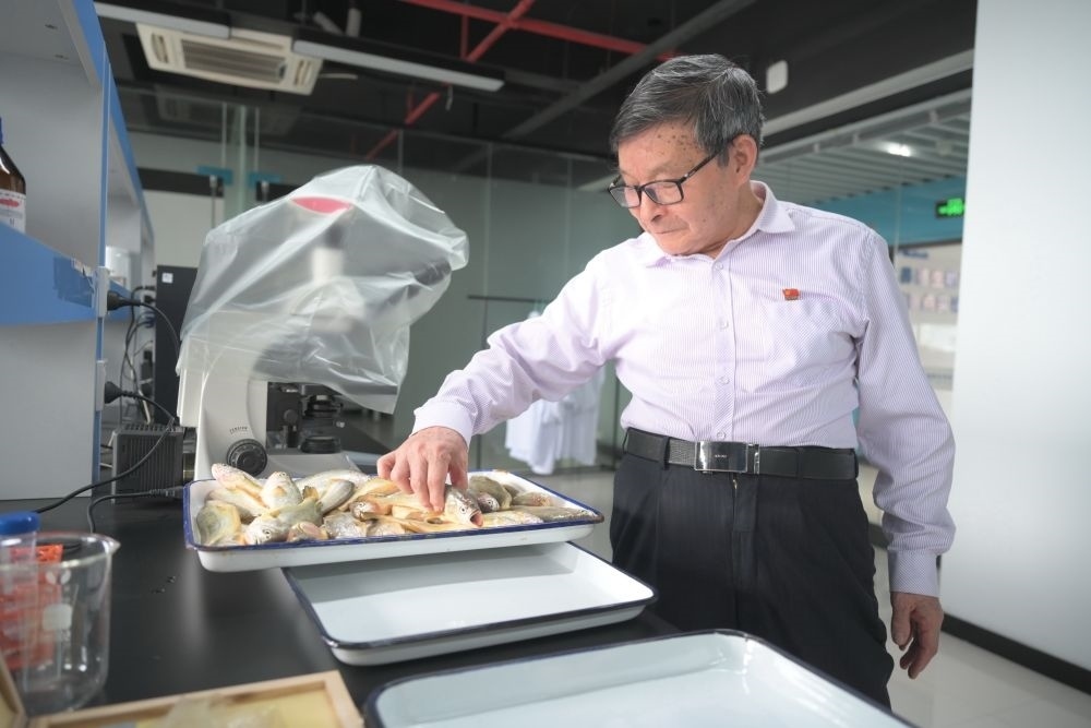 2024年5月8日，劉家富在位于福建省寧德市科技服務(wù)中心大樓的海水養(yǎng)殖生物育種全國重點實驗室了解大黃魚的培育情況。新華社記者 林善傳 攝