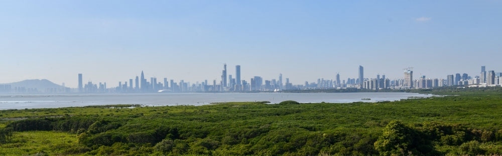  深圳福田紅樹林濕地（2024年1月19日攝）。在深圳，茂密的紅樹林東起新洲河口、西至深圳灣公園，懷抱城市中心區(qū)域，沿海岸線形成了長約6公里的“綠色長城”，為每年數(shù)以十萬計的候鳥留下彌足珍貴的國際遷徙通道。
