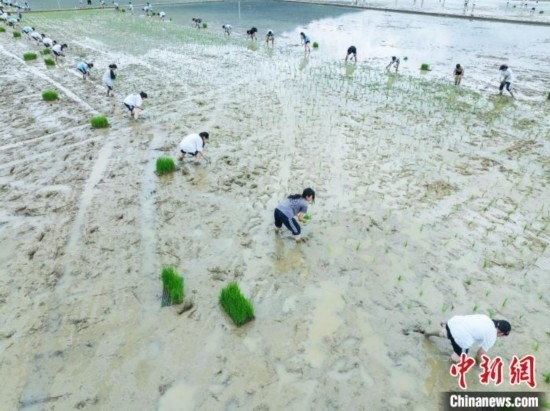 圖為5月21日，航拍綏陽縣旺草中學(xué)學(xué)生在旺草萬畝大壩體驗(yàn)插秧。唐哲 攝