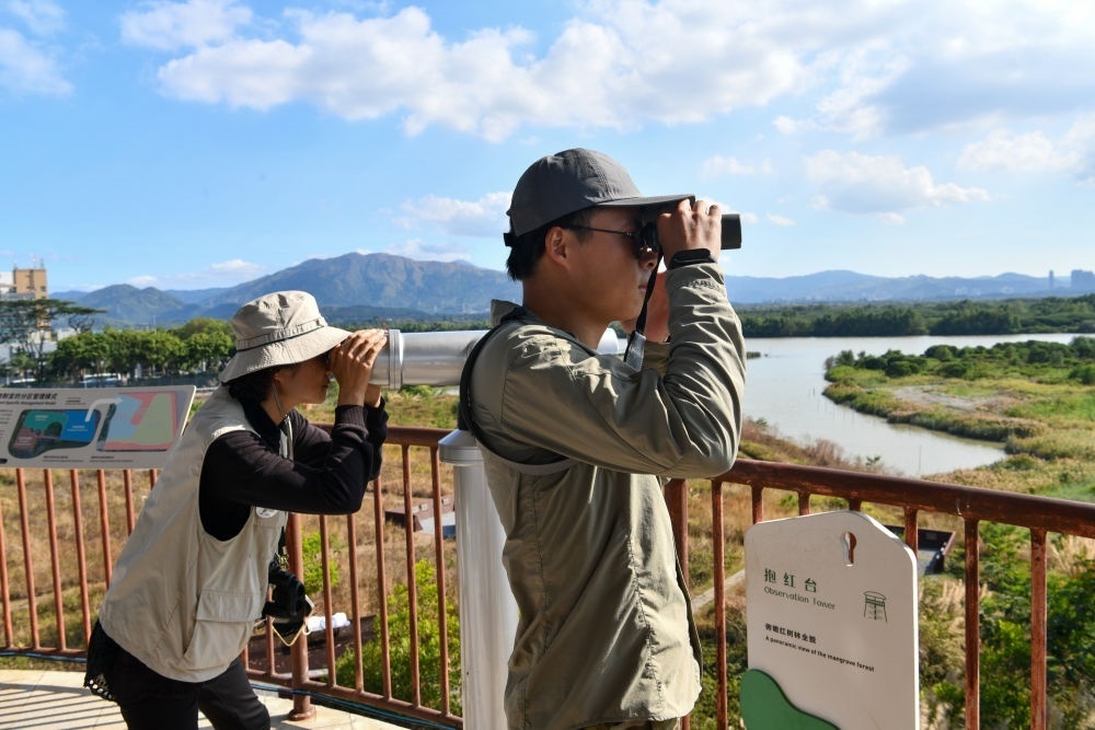  工作人員在深圳福田紅樹林濕地進(jìn)行黑臉琵鷺種群數(shù)量調(diào)查（2024年1月19日攝）。