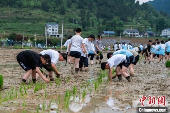 圖為5月21日，綏陽縣旺草中學(xué)學(xué)生在旺草萬畝大壩體驗(yàn)插秧。唐哲 攝