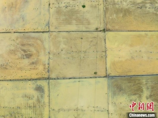 圖為5月21日，航拍綏陽縣旺草中學(xué)學(xué)生在旺草萬畝大壩體驗(yàn)插秧。唐哲 攝