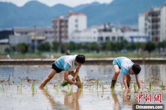 圖為5月21日，兩名學(xué)生在綏陽縣旺草萬畝大壩體驗(yàn)插秧。唐哲 攝