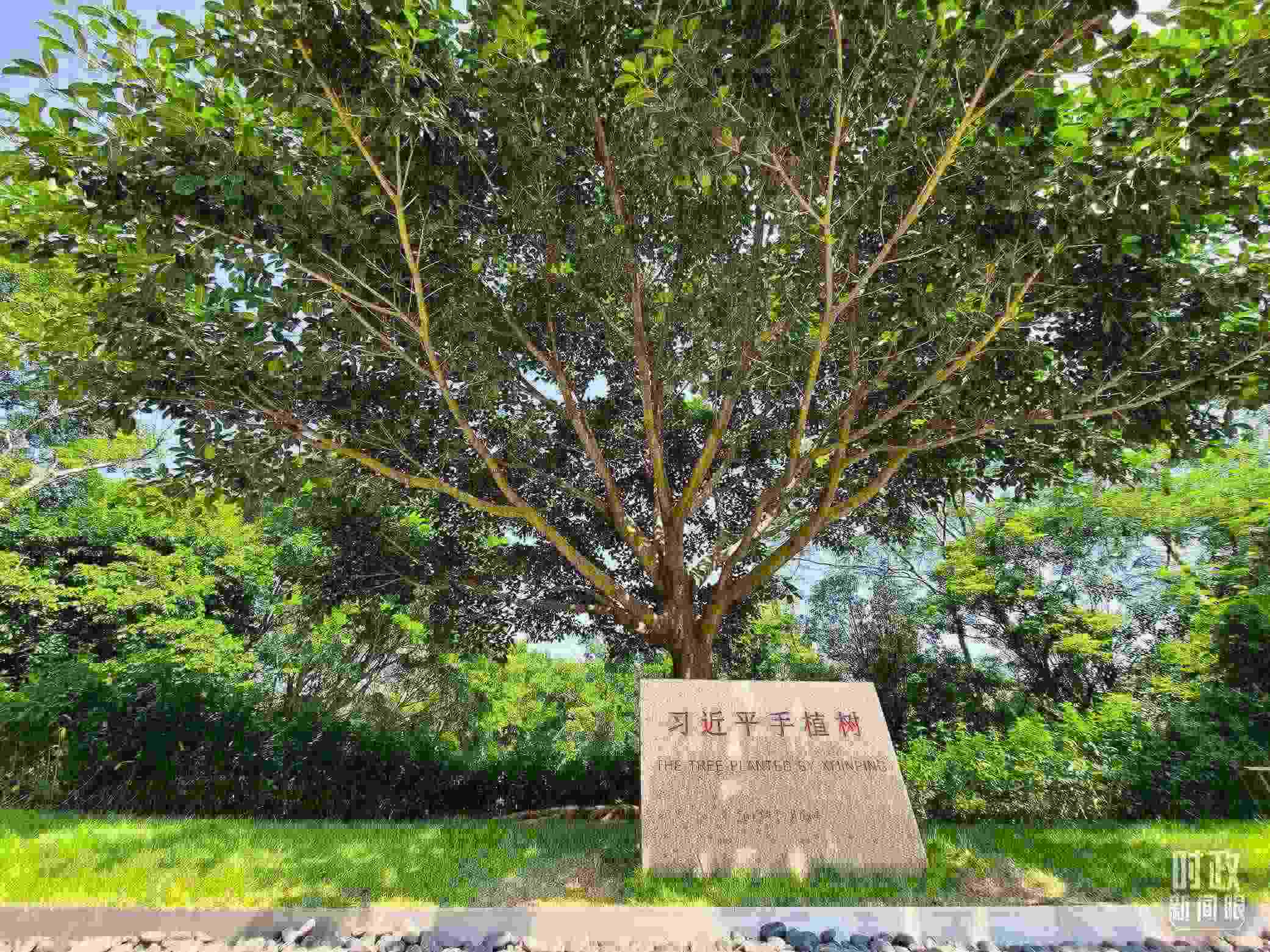 習(xí)近平2012年在深圳蓮花山公園種下的高山榕樹已枝繁葉茂。（總臺(tái)央視記者趙化拍攝）
